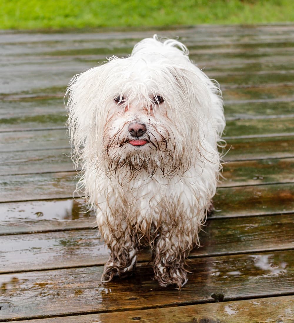 Muddy dog