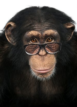 Close-up of a Chimpanzee looking at the camera, Pan troglodytes, isolated on white