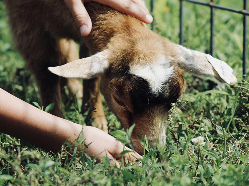 Alt text: Child feeding and petting a goat at Chester’s Party Barn & Farm in Piedmont, Oklahoma, a family-friendly attraction with animals, pony rides, and seasonal events.
