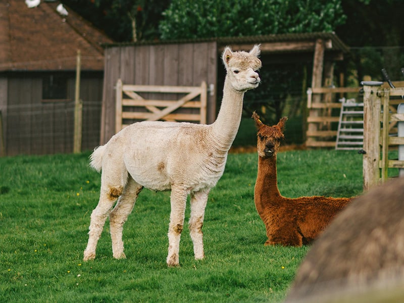 Alpacas grazing at Magnolia Blossom Ranch near Bridge Creek Oklahoma