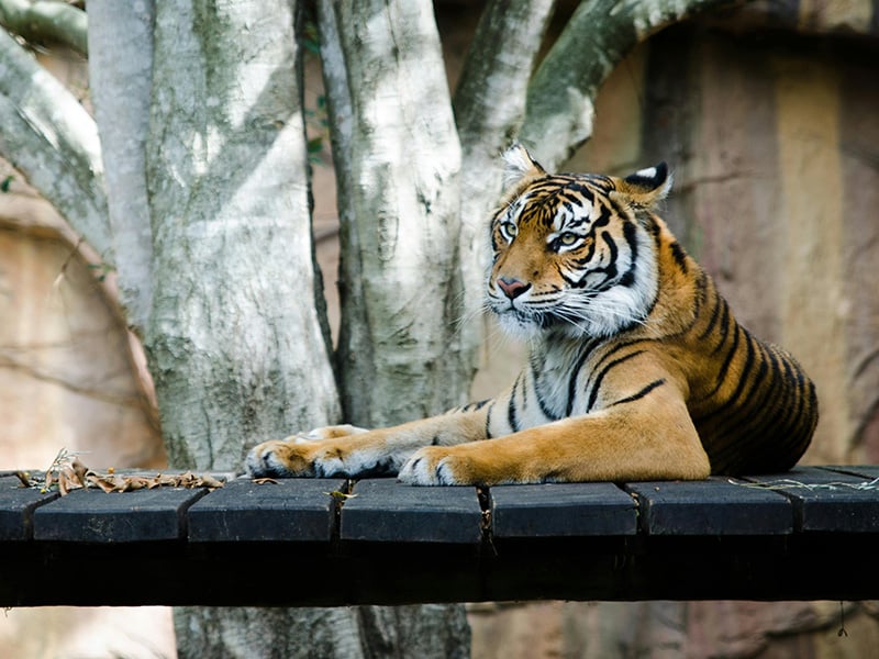 Sumatran tiger resting at the Oklahoma City Zoo near Union City, Oklahoma, a popular family-friendly destination with wildlife exhibits.