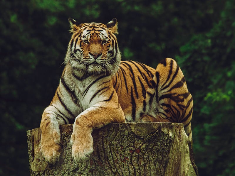 Tiger relaxing on a tree stump at Tiger Safari Zoological Park near Tuttle, Oklahoma