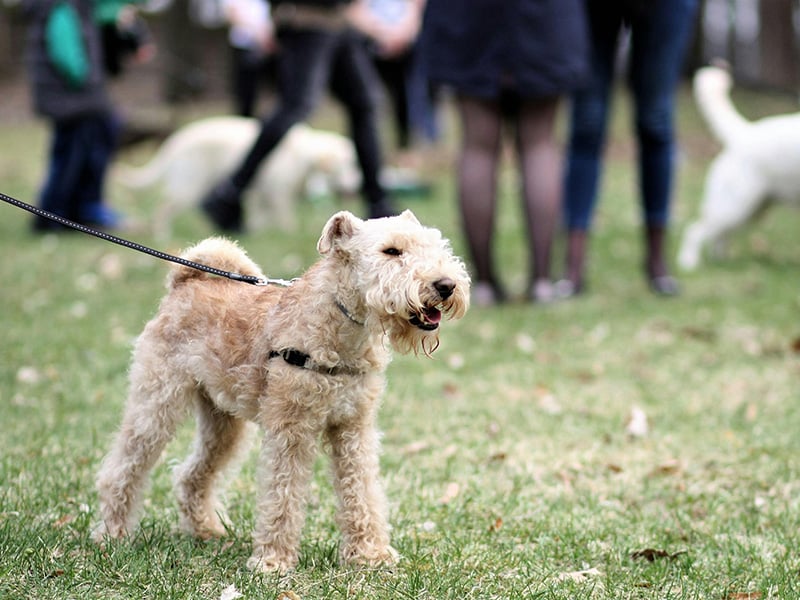 A small tan dog on a leash enjoys the open space at Wild Horse Park’s dog area in Mustang, Oklahoma, with other pets and owners in the background.